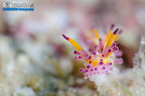 C R E A M Y 
Nudibranch (Aegires villosus)
Anilao, Phil... by Irwin Ang 